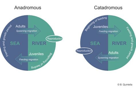 diadromous fish|Catadromous—Diadromous and Anadromous Fishes .